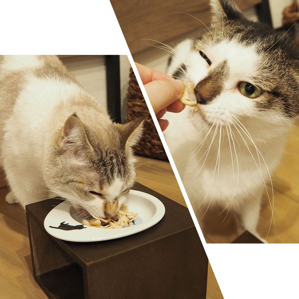 ねこが美味しそうに食べている
