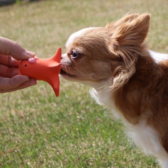 iDog TOY ラテックスTOY タコさんウィンナー IDOG&ICAT|犬 おもちゃ