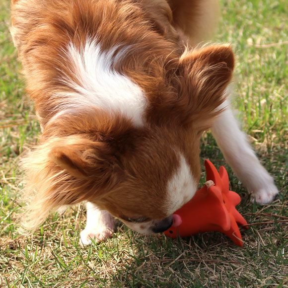 iDog TOY ラテックスTOY タコさんウィンナー IDOG&ICAT|犬 おもちゃ