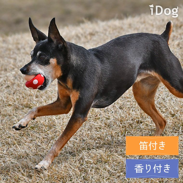 iDog TOY ラテックスTOY 水玉キノコ アイドッグ-犬猫ペット用品通販の