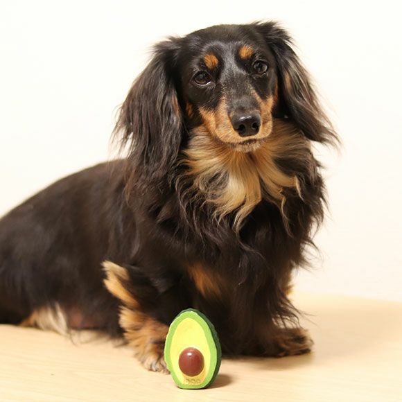iDog TOY ラテックスTOY アボカド-犬猫ペット用品通販のIDOG&ICAT