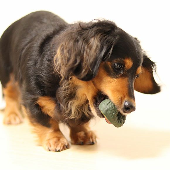 iDog TOY ラテックスTOY アボカド-犬猫ペット用品通販のIDOG&ICAT