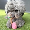 愛犬の噛みたい！の欲求を満たしてくれます