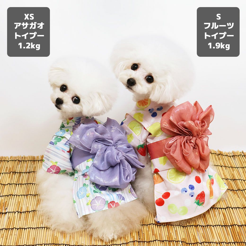 トイプー1.2kg(首15/胴26/丈19cm)のマユリちゃん(左)はアサガオのXSを着用、トイプー1.9kg(首17/胴29/丈22cm)のメリナちゃん(右)はフルーツのSを着用