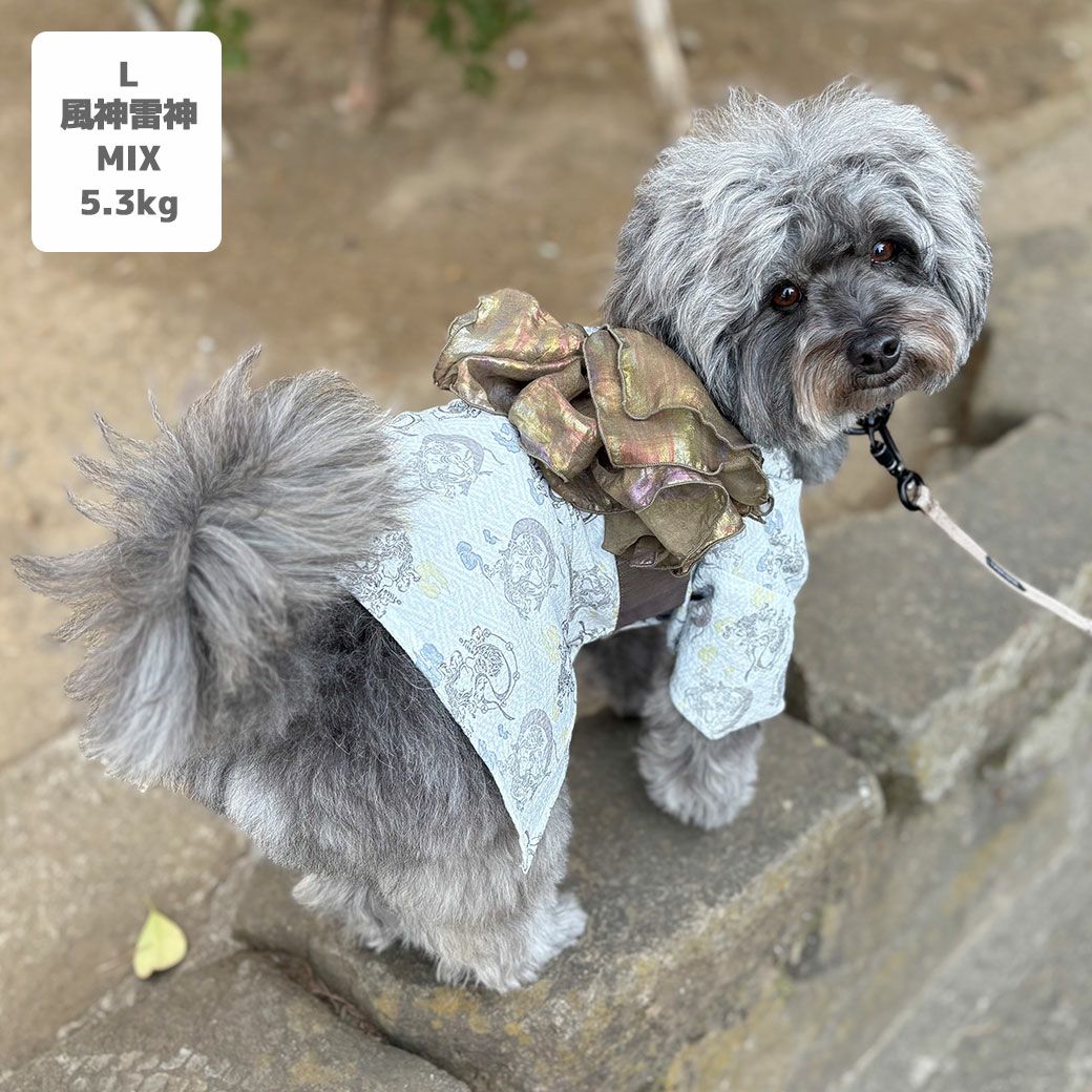 MIX5.3kg(首28/胴42/丈35cm)のごまくんは風神雷神のLを着用