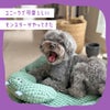 iDogにやってきたユニークなモンスターくん