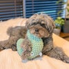 MIX5.1kg(首25/胴43/丈32cm)のごまくんはもふもふターコイズを使用