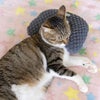 MIX3.7kgのこむぎちゃんはもくもくチャコールを使用
