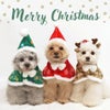 楽しいクリスマスシーズンにピッタリのケープ