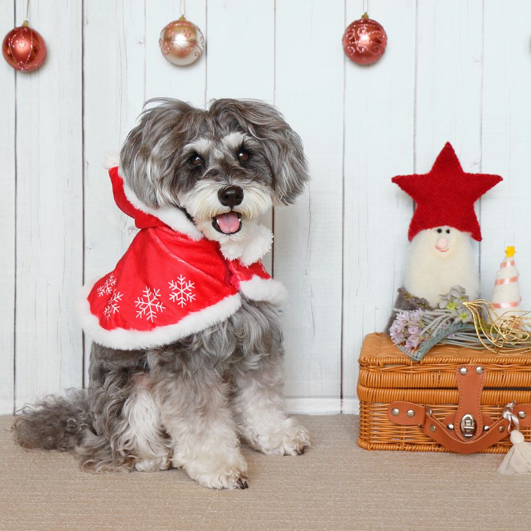 iDog クリスマスケープ アイドッグ-犬猫用品通販 IDOG&ICAT|ペット 犬 服