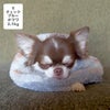 チワワ2.1kg(首19.5/胴30/丈30cm)のオリーブくんはチェックブルーのSを着用