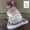チワワ2.2kg(首18.5/胴30/丈30cm)のピクルスくんはチェックブルーのSを着用