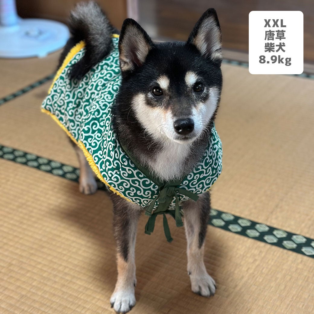 柴犬8.9kg(首33/胴54/丈39cm)のチョコプリンちゃんは唐草のXXLを着用