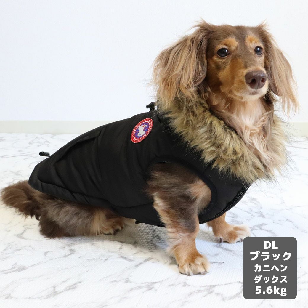 カニヘンダックス5.6kg(首35/胴43/丈37cm)のハクくんはブラックのDLを着用