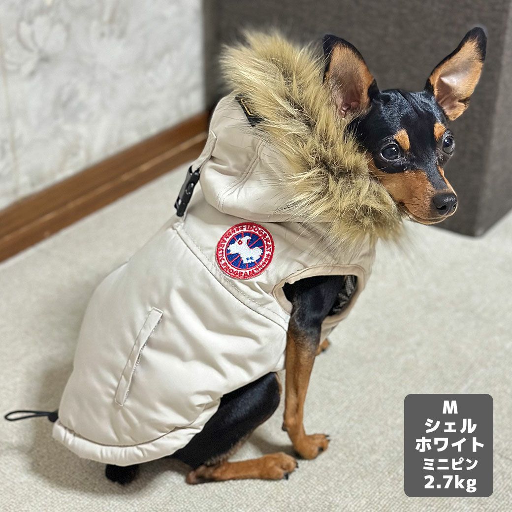 ミニピン2.7kg(首20/胴36/丈23.5cm)のルナちゃんはシェルホワイトのMを着用