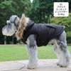 ミニチュアシュナウザー8.0kg(首28/胴49/丈36cm)のマハロくんはブラックのXLを着用