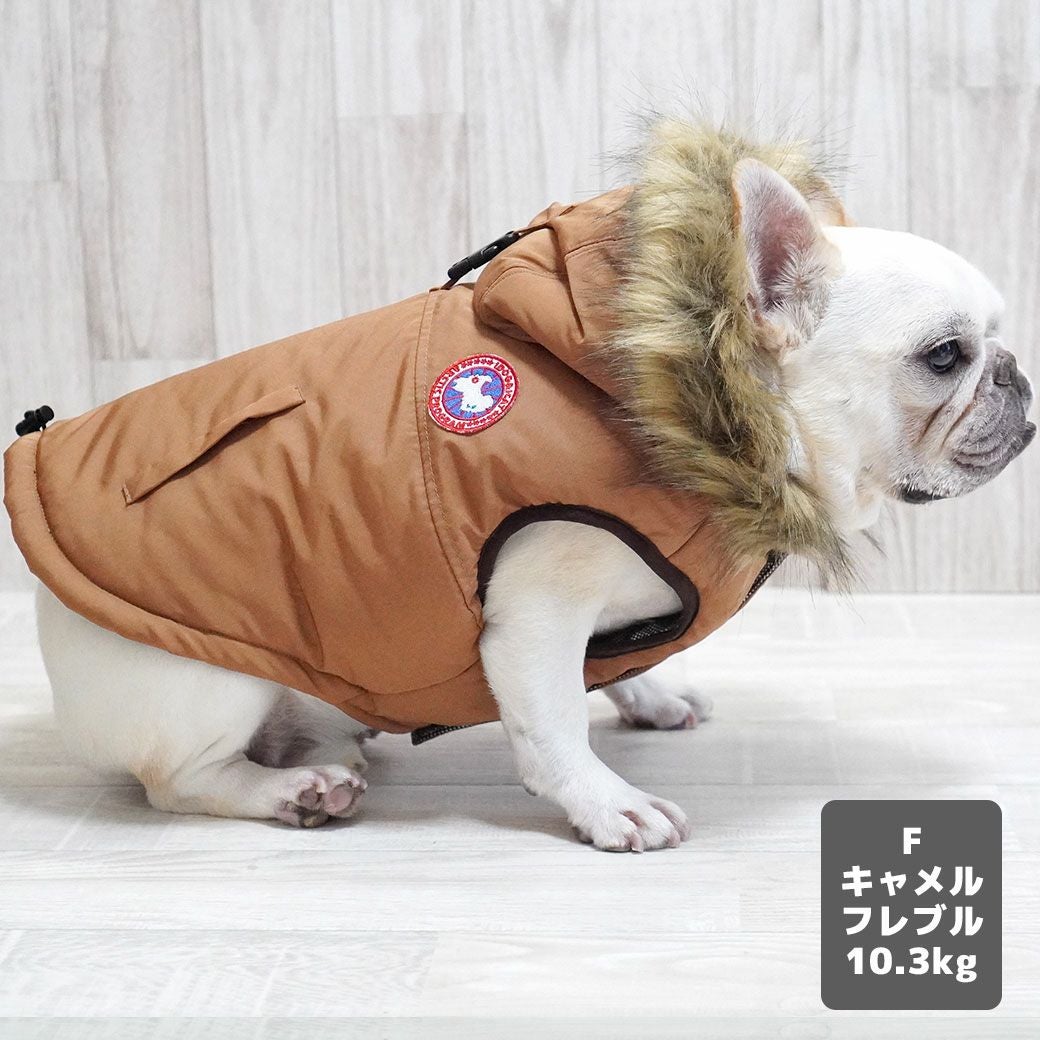 フレブル10.3kg(首38/胴56/丈34cm)のブランくんはキャメルのFを着用