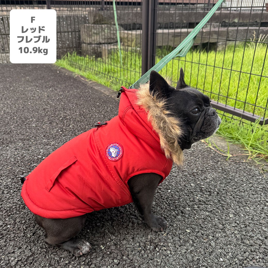 フレブル10.9kg(首40/胴58/丈30cm)のペシェちゃんはレッドのFを着用