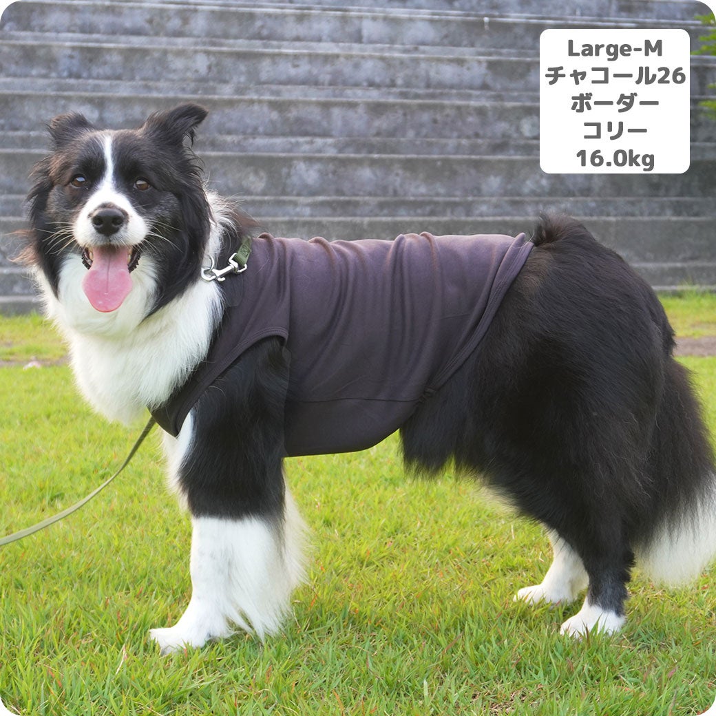 ボーダーコリー16.0kg(首35/胴60/丈55cm)のラムネちゃんはチャコール26のLarge-Mを着用