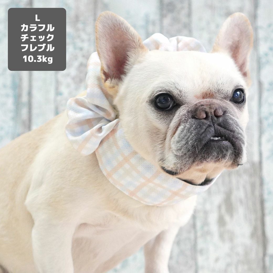 フレブル10.3kg(首38/胴56/丈34cm)のブランくんはカラフルチェックのLを着用