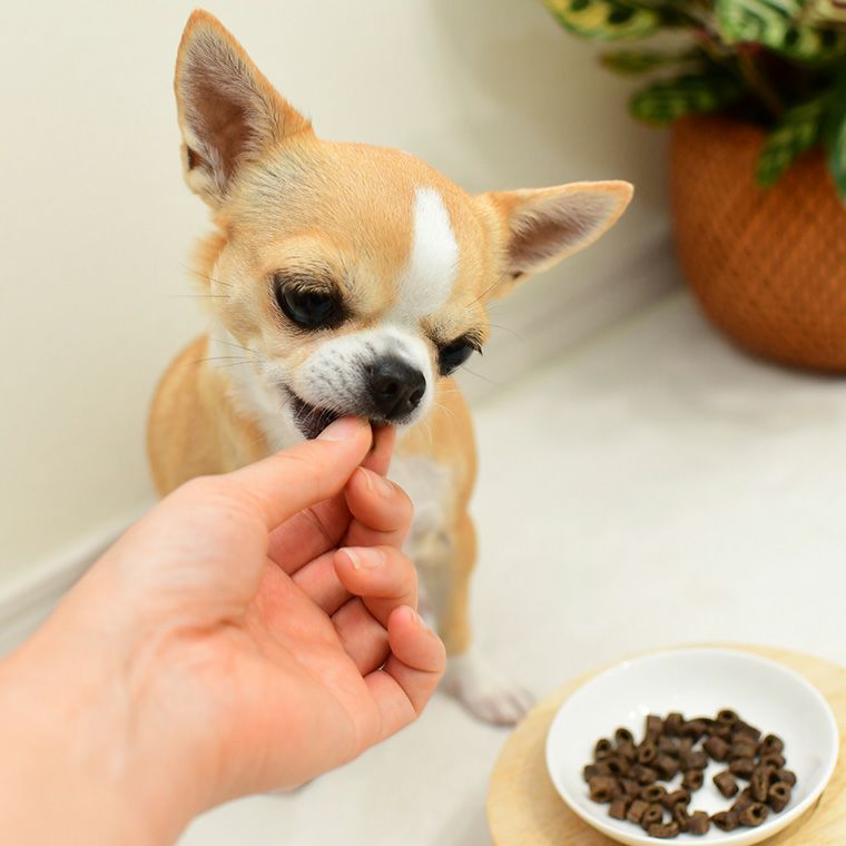 DOZO 700g×3袋 まとめ買いセット-犬猫ペット用品通販 IDOG&ICAT|ペット