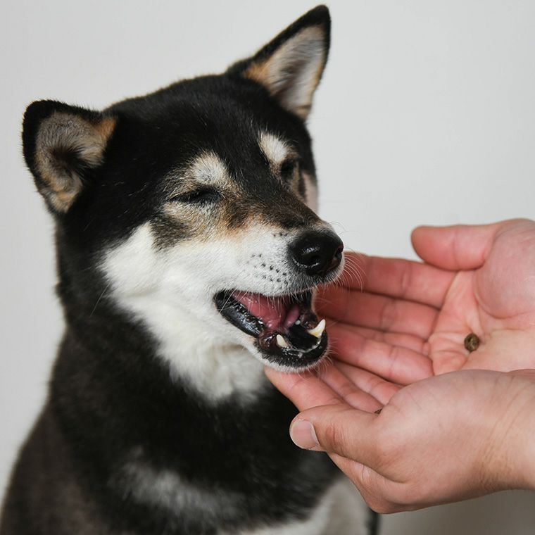 DOZO 700g×3袋 まとめ買いセット-犬猫ペット用品通販 IDOG&ICAT|ペット