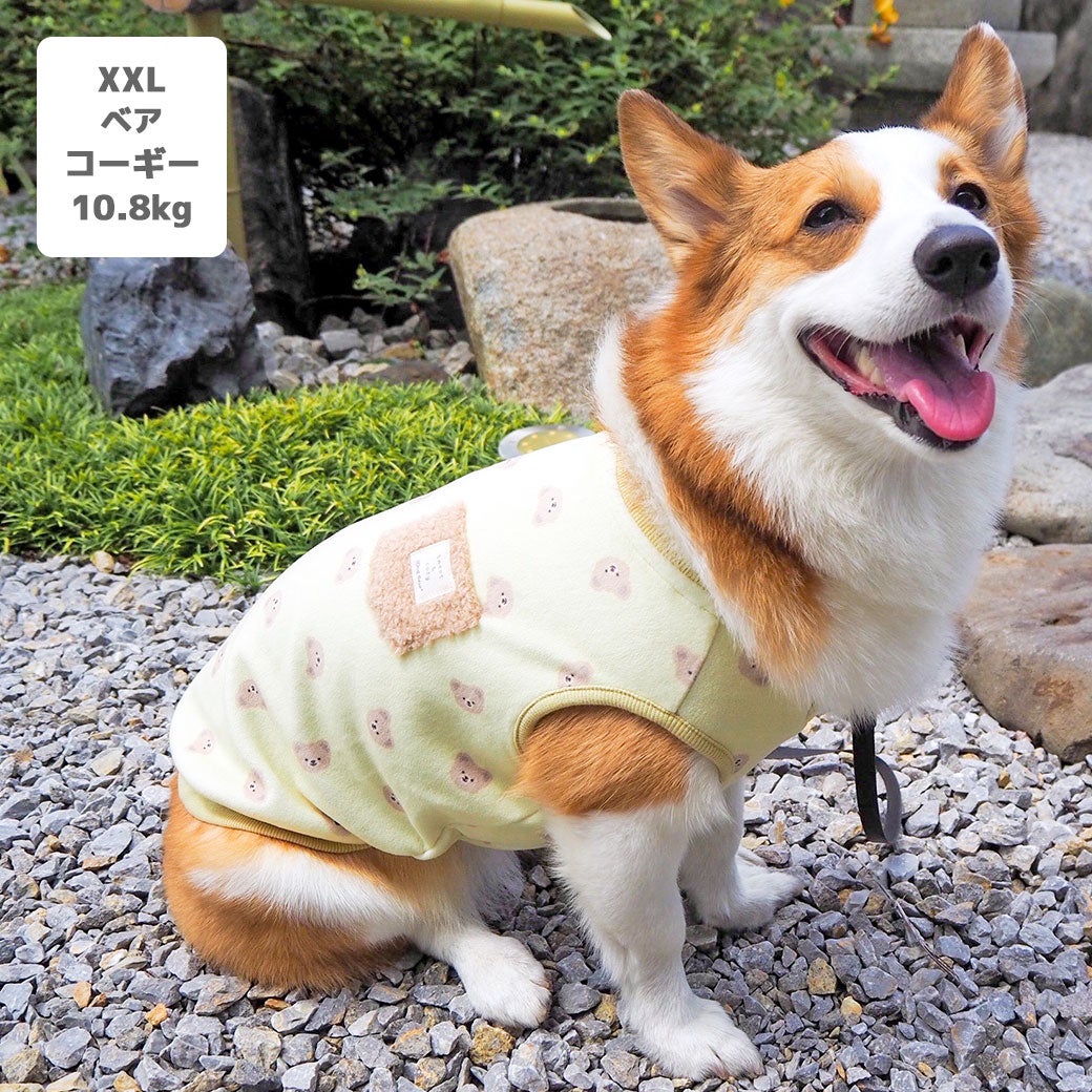 コーギー10.8kg(首37/胴52/丈40cm)のラテちゃんはベアのXXLを着用