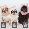 チワワ1.8kg(首18/胴29/丈21cm)の玉青ちゃん【左】はベージュのS、1.8kg(首18/胴29/丈17cm)の小真知ちゃん【中央】はホワイトのS、1.7kg(首19/胴29/丈19cm)の小桃ちゃん【右】はピンク26のSを着用