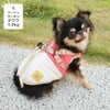 チワワ1.9kg(首19/胴29.5/丈21.5cm)のウメちゃんはツートンサーモンのSを着用