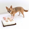 同居犬チャイちゃん2.0kgもおもちゃが気になる様子