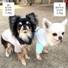 チワワ1.7kg(首18/胴23/丈27cm)のざらめちゃんはピンクのXSを着用、チワワ2.7kg(首19/胴30/丈27cm)のこむぎくんはホワイトのSを着用