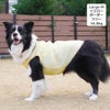 ボーダーコリー16.0kg(首35/胴60/丈55cm)のラムネちゃんはイエローのLarge-Mを着用