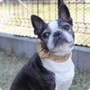 ボストンテリア5.7kg(首29/胴47/丈27cm)のチェルキーちゃんはテディベアのMを着用