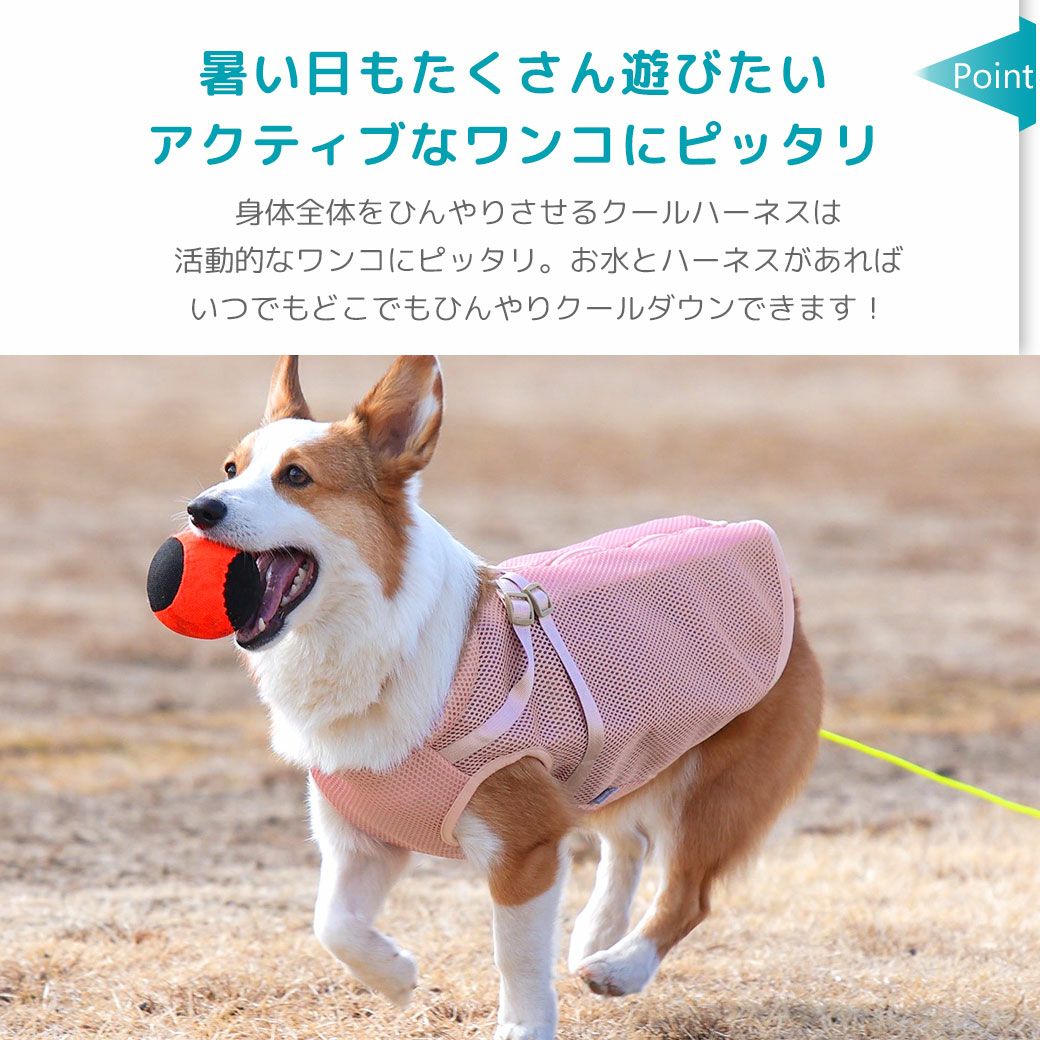 暑い日もたくさん遊びたいアクティブなワンコにピッタリ