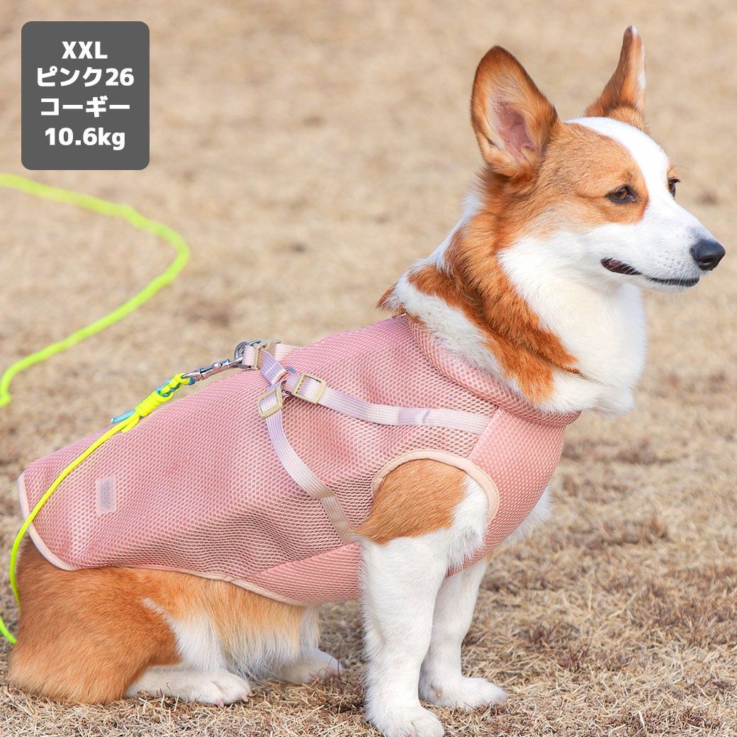 コーギー10.6kg(首36/胴51/丈37cm)のラテちゃんはピンク26のXXLを着用