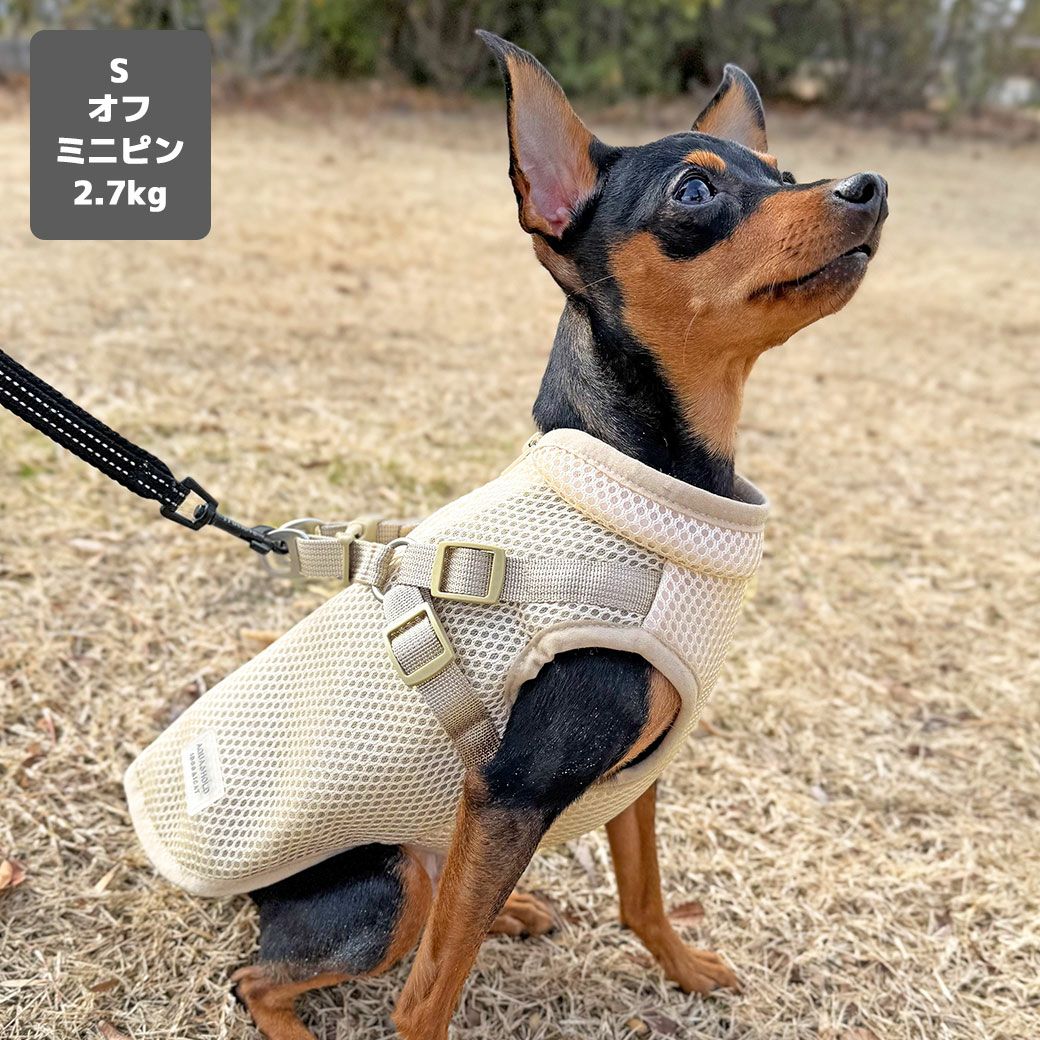 ミニピン2.7kg(首20/胴36/丈23.5cm)のルナちゃんはオフのSを着用
