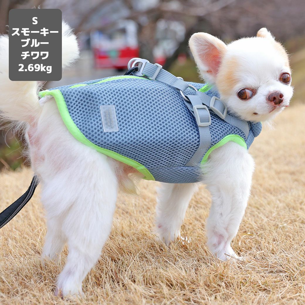 チワワ2.69kg(首21/胴34/丈25cm)の涼央くんはスモーキーブルーのSを着用