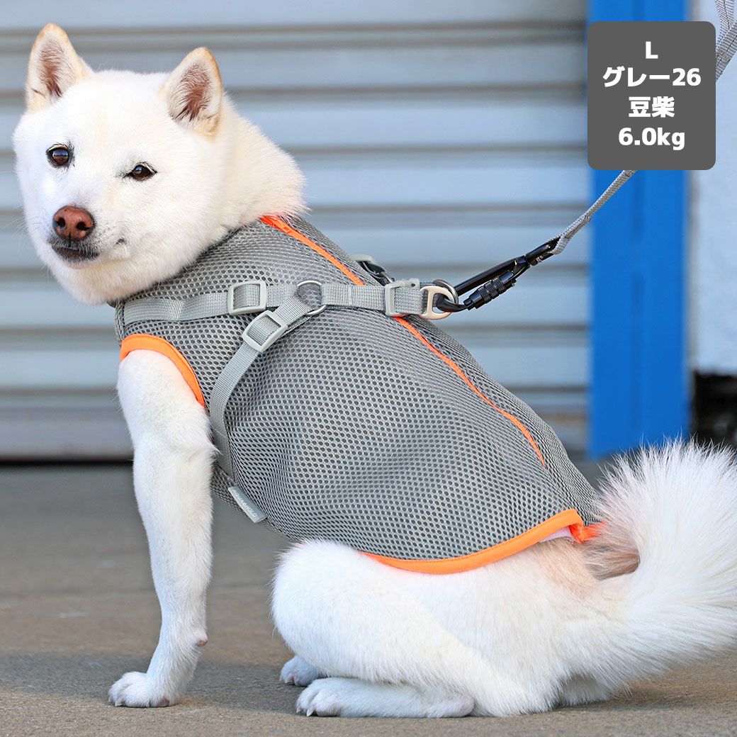 豆柴6.0kg(首31/胴45/丈33cm)のラテちゃんはグレー26のLを着用