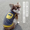 IDOGEQUIPMENTテクニカルフリースタンクアイドッグ