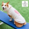 コーギー10.8kg(首37/胴52/丈40cm)のラテちゃんはいちごオフホワイトのXXLを着用
