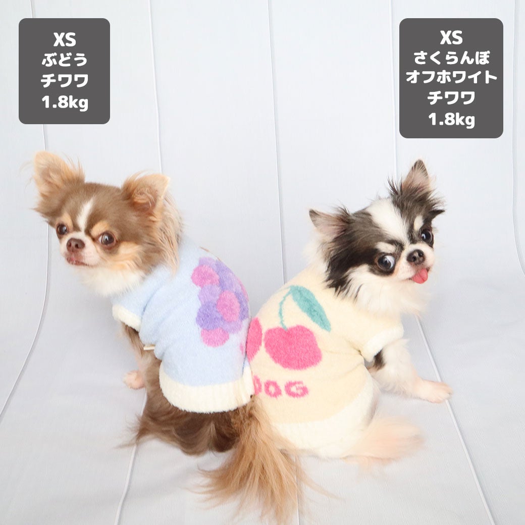 チワワ1.8kg(首18/胴29/丈21cm)の玉青ちゃん(左)はぶどうのXSを着用、チワワ1.8kg(首18/胴29/丈17cm)の小真知ちゃん（右）はさくらんぼオフホワイトのXSを着用