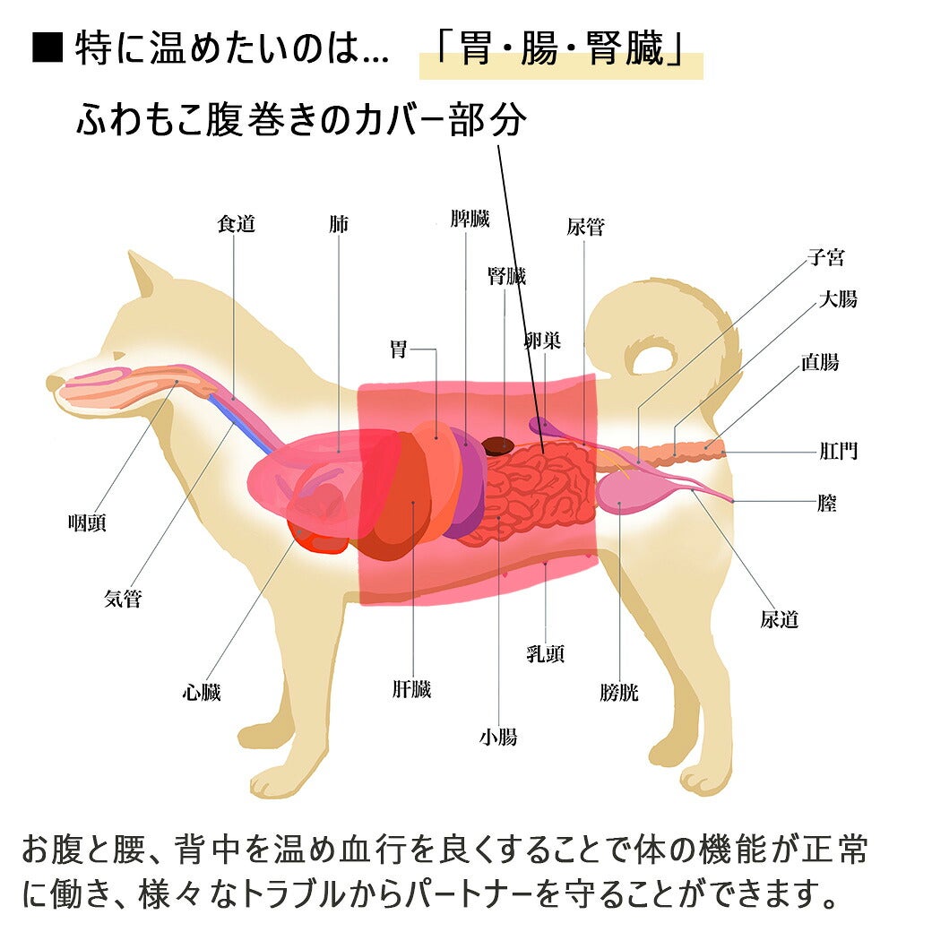 腹巻が必要な理由
