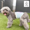 MIX5.1kg(首25/胴43/丈32cm)のごまくんはぶどうのMを着用