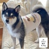 柴犬8.7kg(首32/胴52/丈37cm)のチョコプリンちゃんはプリンのMを着用