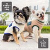 チワワ1.8kg(首19.5/胴27.5/丈22cm)のざらめちゃんはアイボリーのXS、チワワ2.3kg(首19/胴28.5/丈25.5cm)のこむぎくんはベージュのSを着用