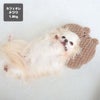 チワワ1.8kg(首18/胴29/丈21cm)のトロくんはカフェオレを使用