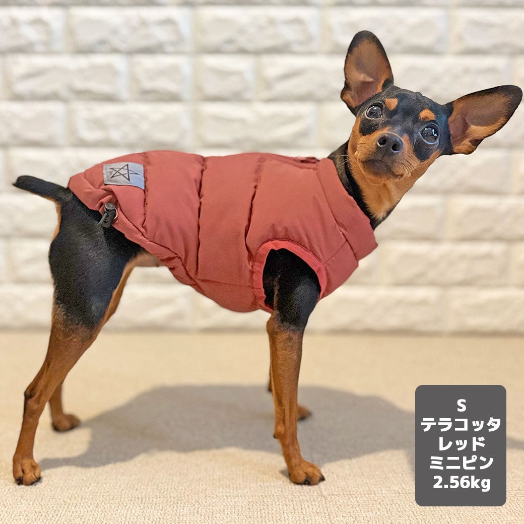 ミニピン2.56kg(首21/胴35/丈22cm)のルナちゃんはテラコッタレッドのSを着用