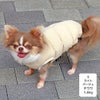 チワワ1.8kg(首18/胴29/丈21cm)の玉青ちゃんはライトベージュのSを着用