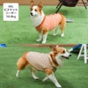 コーギー10.8kg(首37/胴52/丈40cm)のラテちゃんはビスケットのXXLを着用