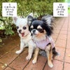 チワワ2.3kg(首19/胴28.5/丈25.5cm)のこむぎくん（左）はくまペールクリームのSを着用、チワワ1.8kg(首19.5/胴27.5/丈22cm)のざらめちゃん（右）はうさぎパープルのXSを着用